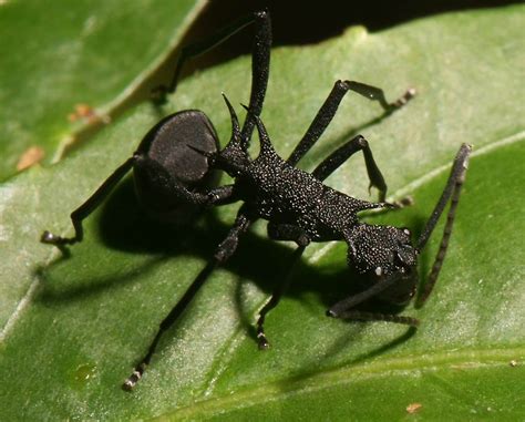 philippines insect|28 Different Types of Insects in the Philippines (With Pictures).